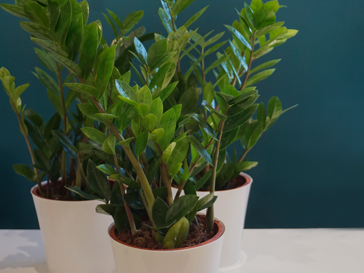 Zāmija | Zamioculcas zamiifolia |