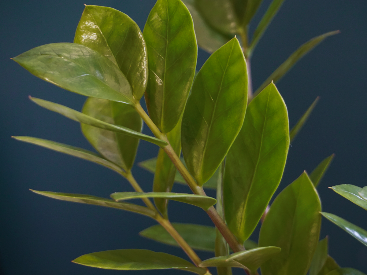 Zāmija | Zamioculcas zamiifolia |