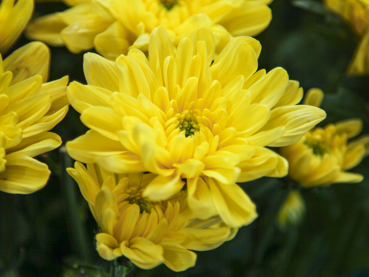 Krizantēmas | Chrysanthemum |