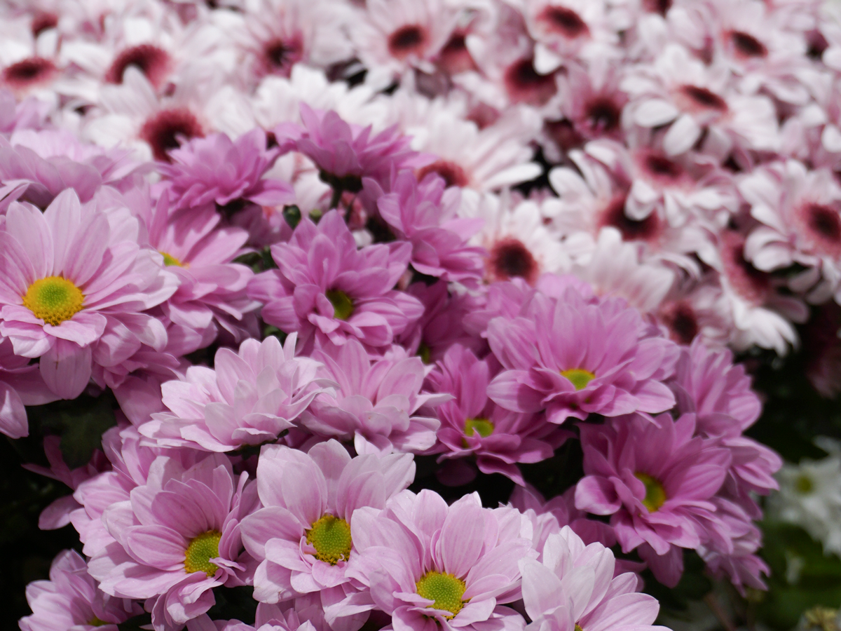 Krizantēmas | Chrysanthemum |