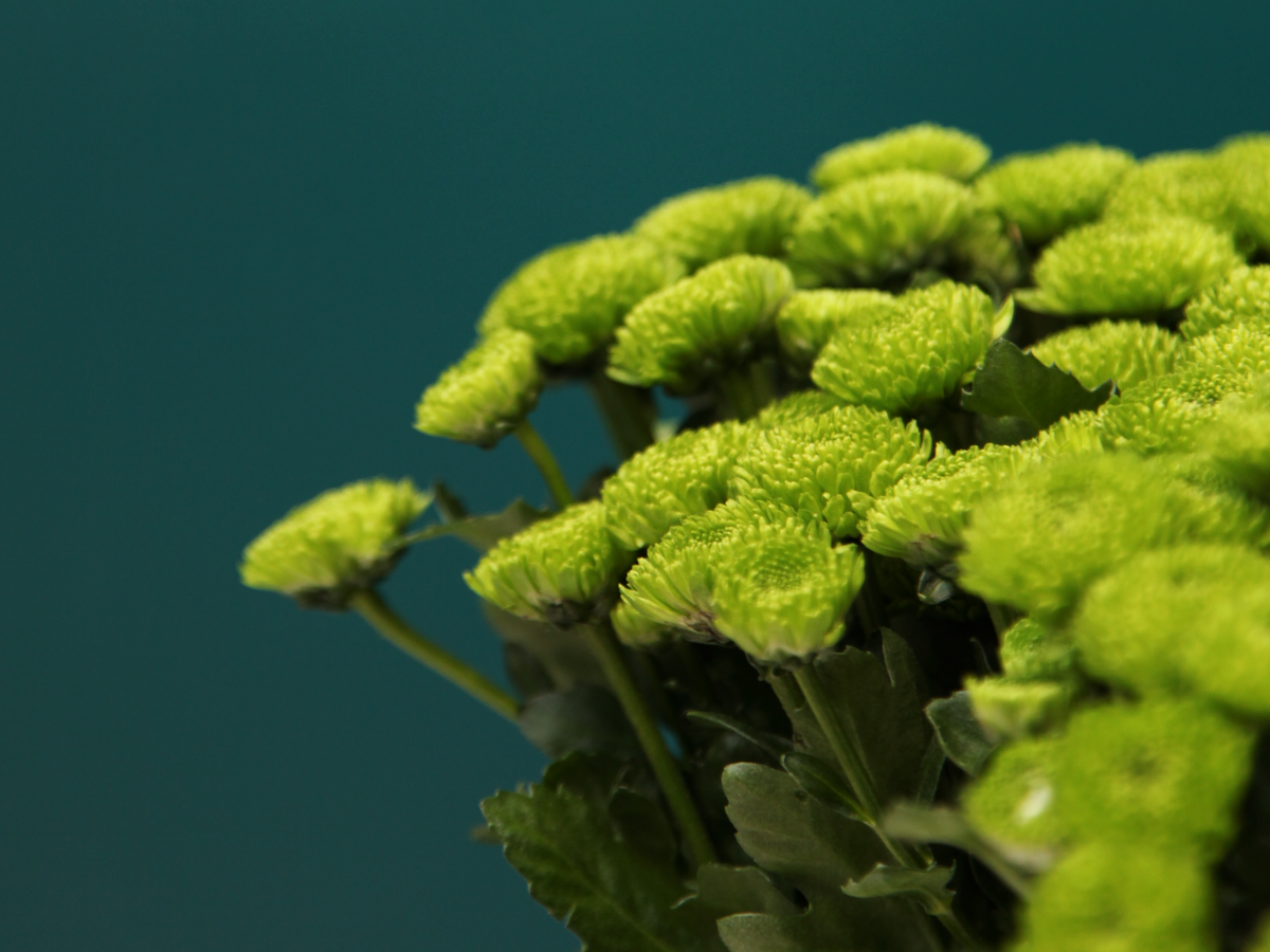 Krizantēmas | Chrysanthemum |