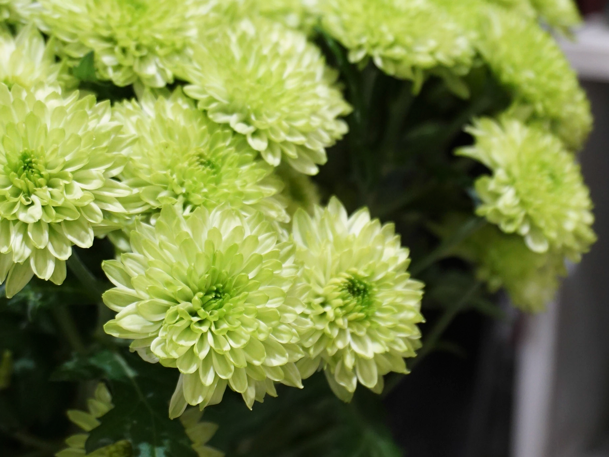 Krizantēmas | Chrysanthemum |
