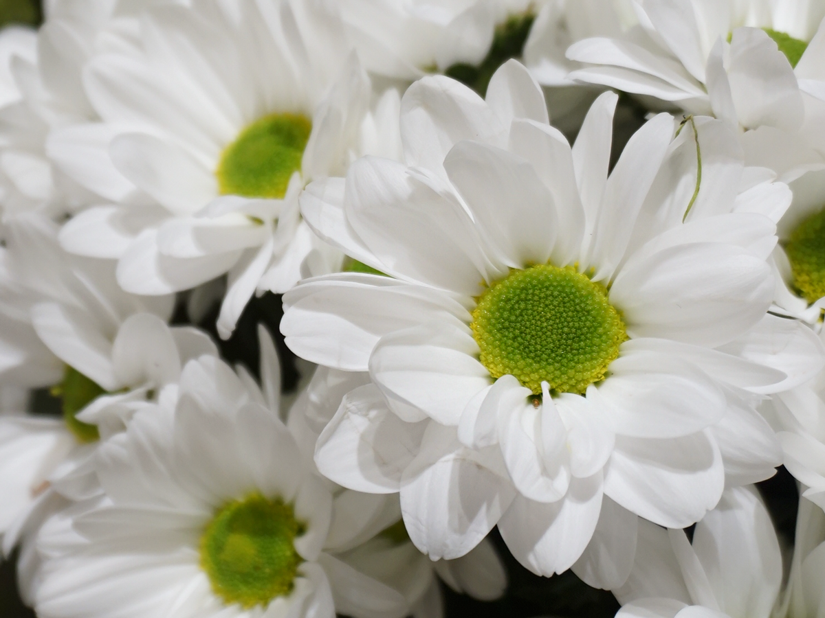 Krizantēmas | Chrysanthemum |