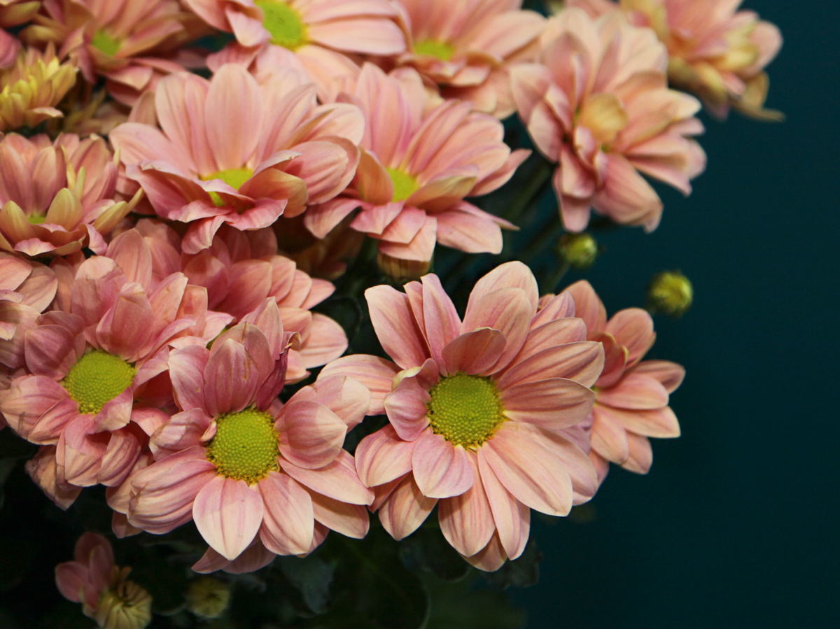 Krizantēmas | Chrysanthemum |