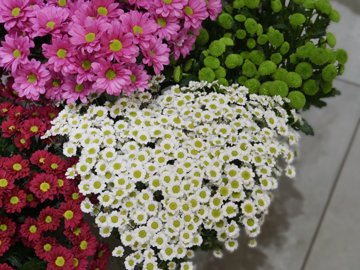 Krizantēmas | Chrysanthemum |