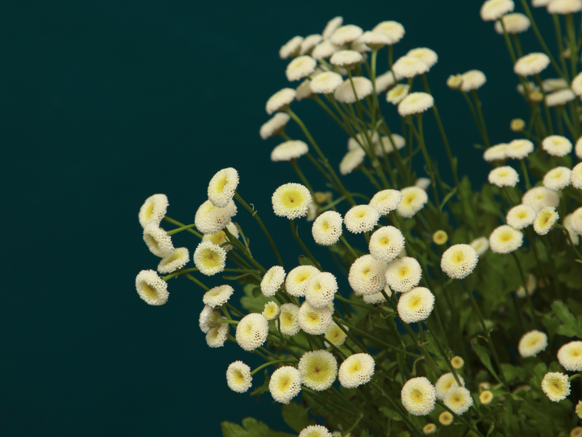 Krizantēmas | Chrysanthemum |