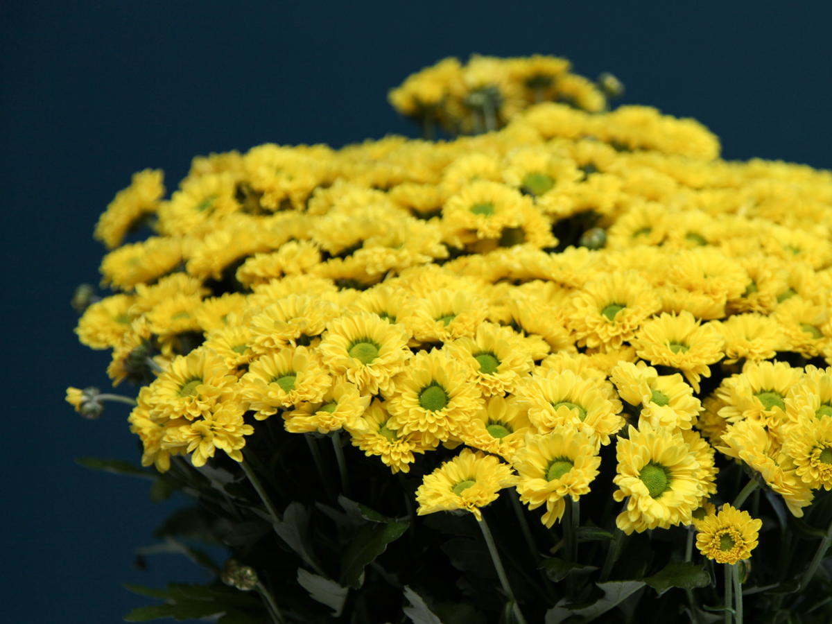 Krizantēmas | Chrysanthemum |