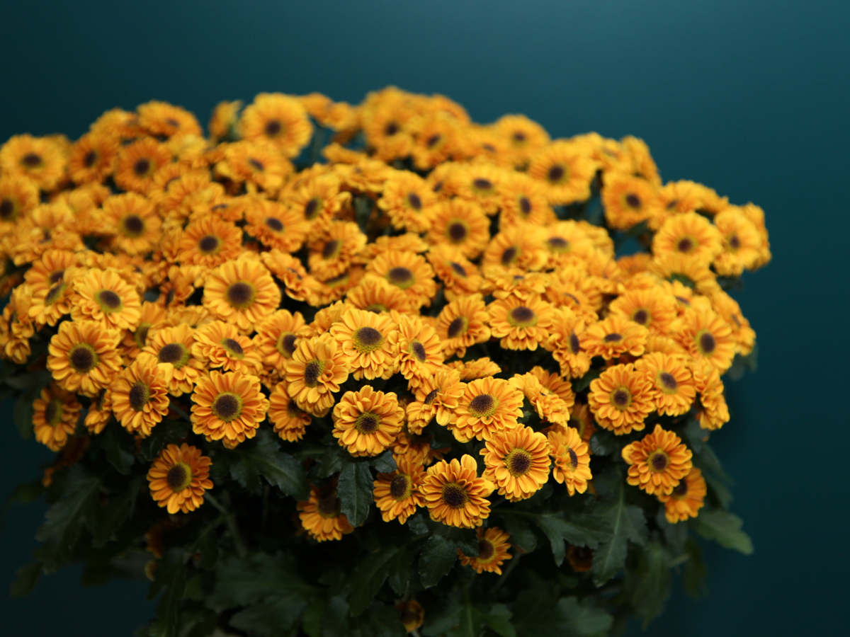 Krizantēmas | Chrysanthemum |
