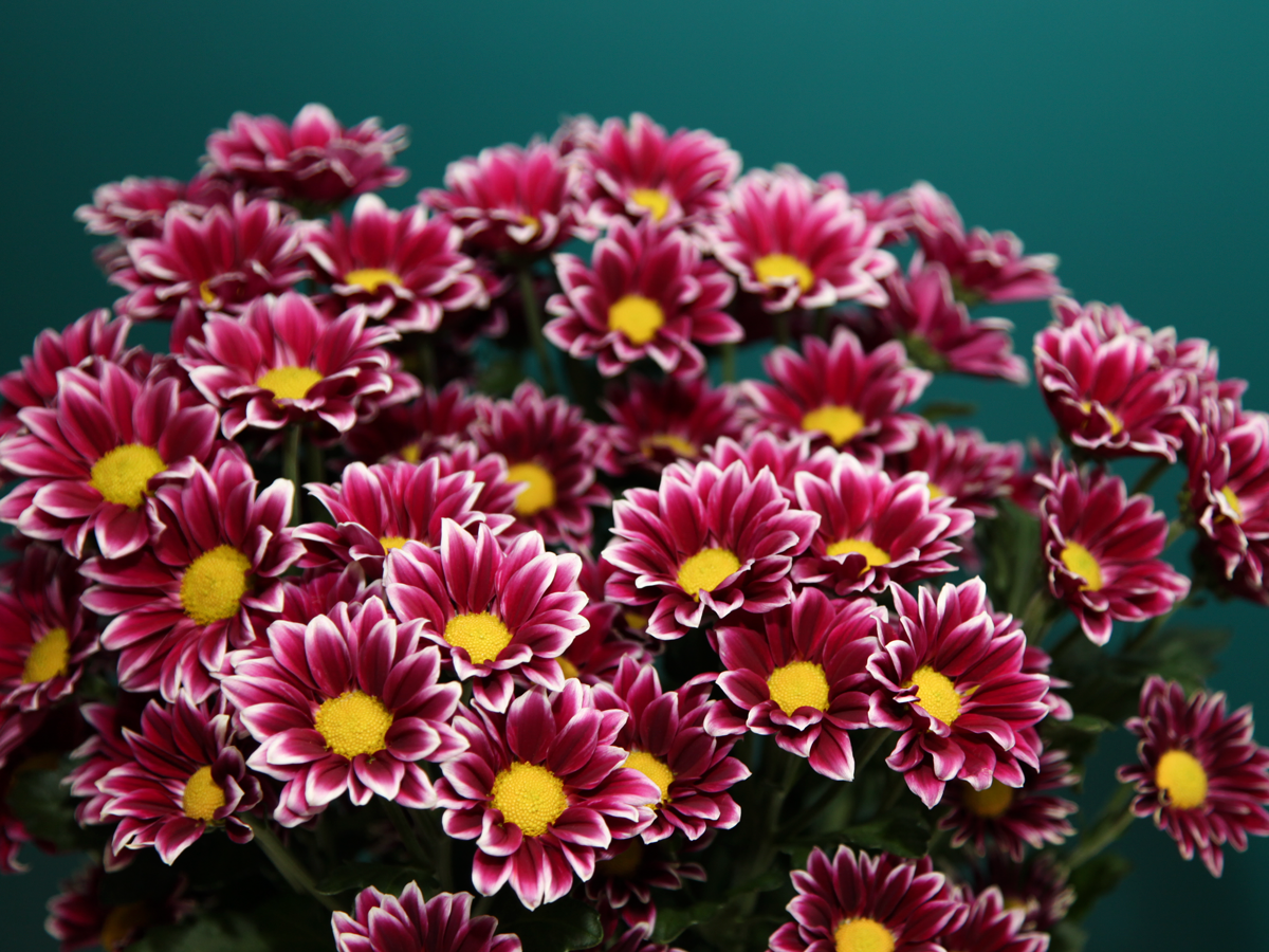 Krizantēmas | Chrysanthemum |
