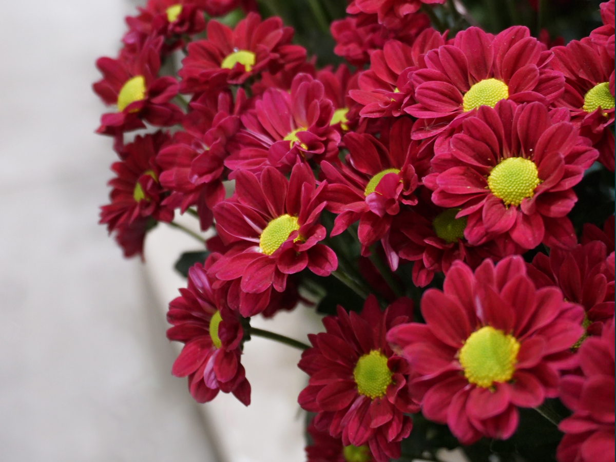 Krizantēmas | Chrysanthemum |