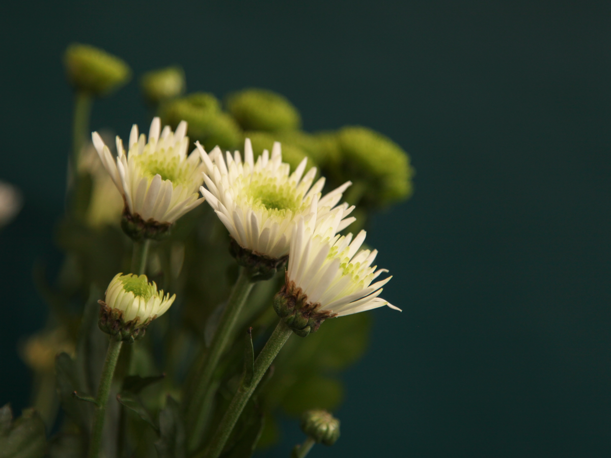 Krizantēmas | Chrysanthemum |