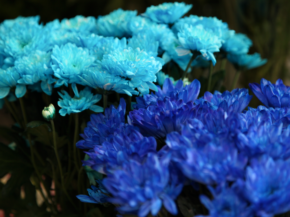 Krizantēmas | Chrysanthemum |