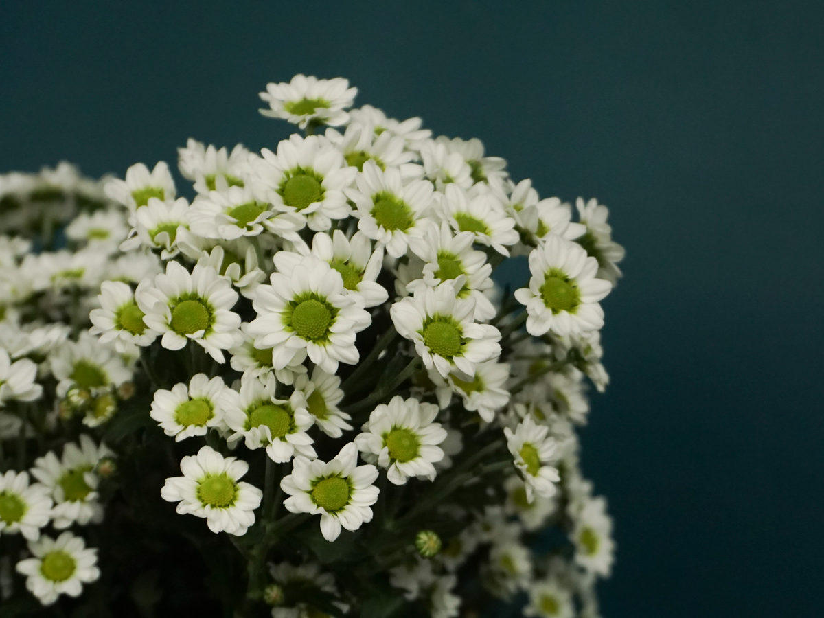 Krizantēmas | Chrysanthemum |