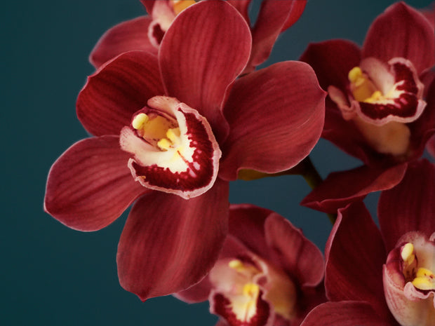 Orchids Cymbidium