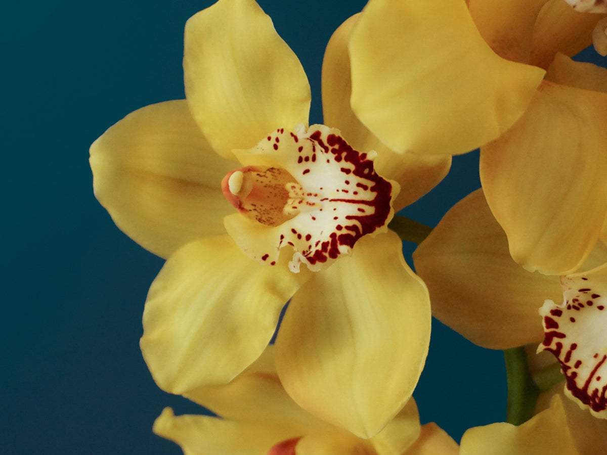 Orchids Cymbidium