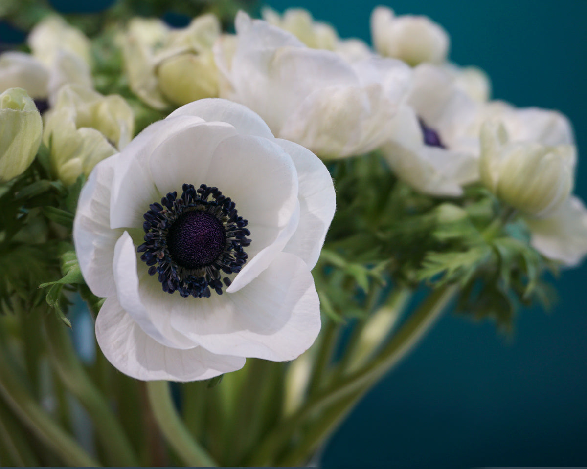 Vizculi Anemone |