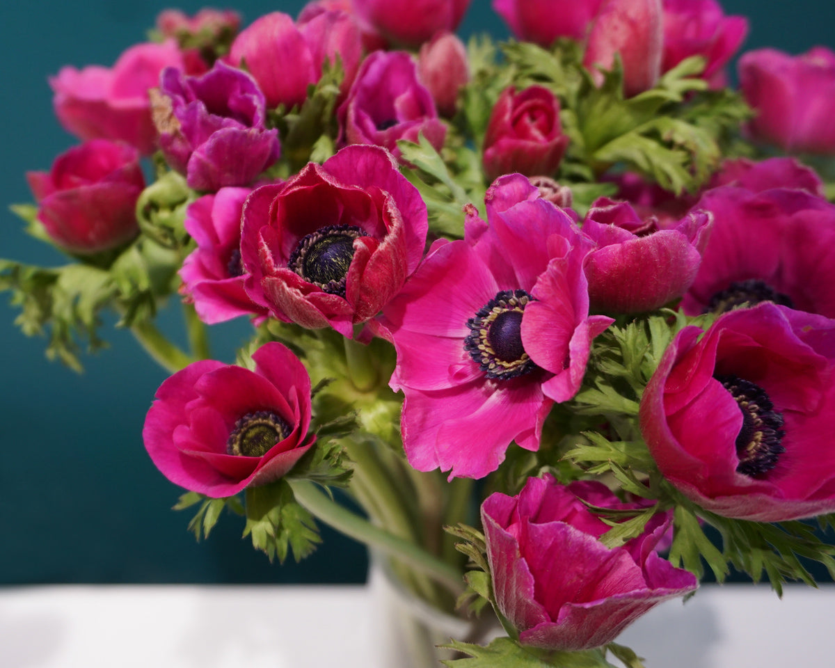 Vizculi Anemone |