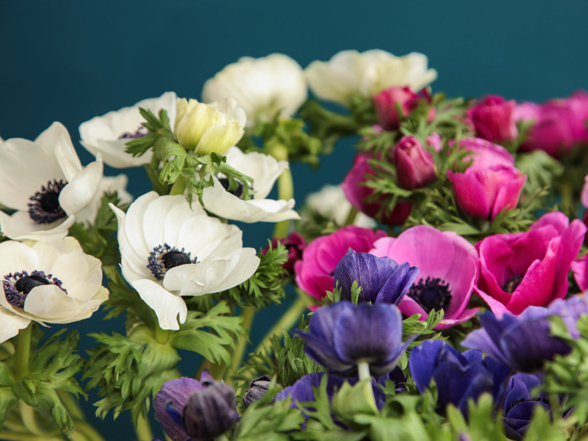 Vizculi Anemone |