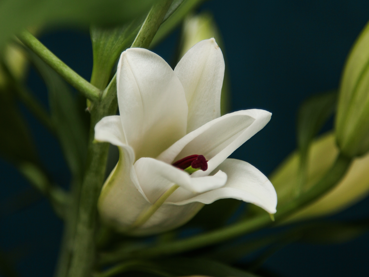 Lillijas | Lilium |