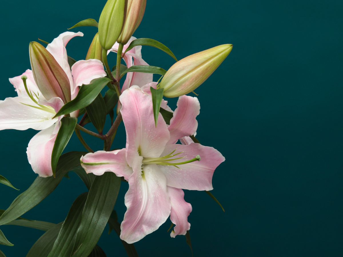 Lilijas | Lilium |
