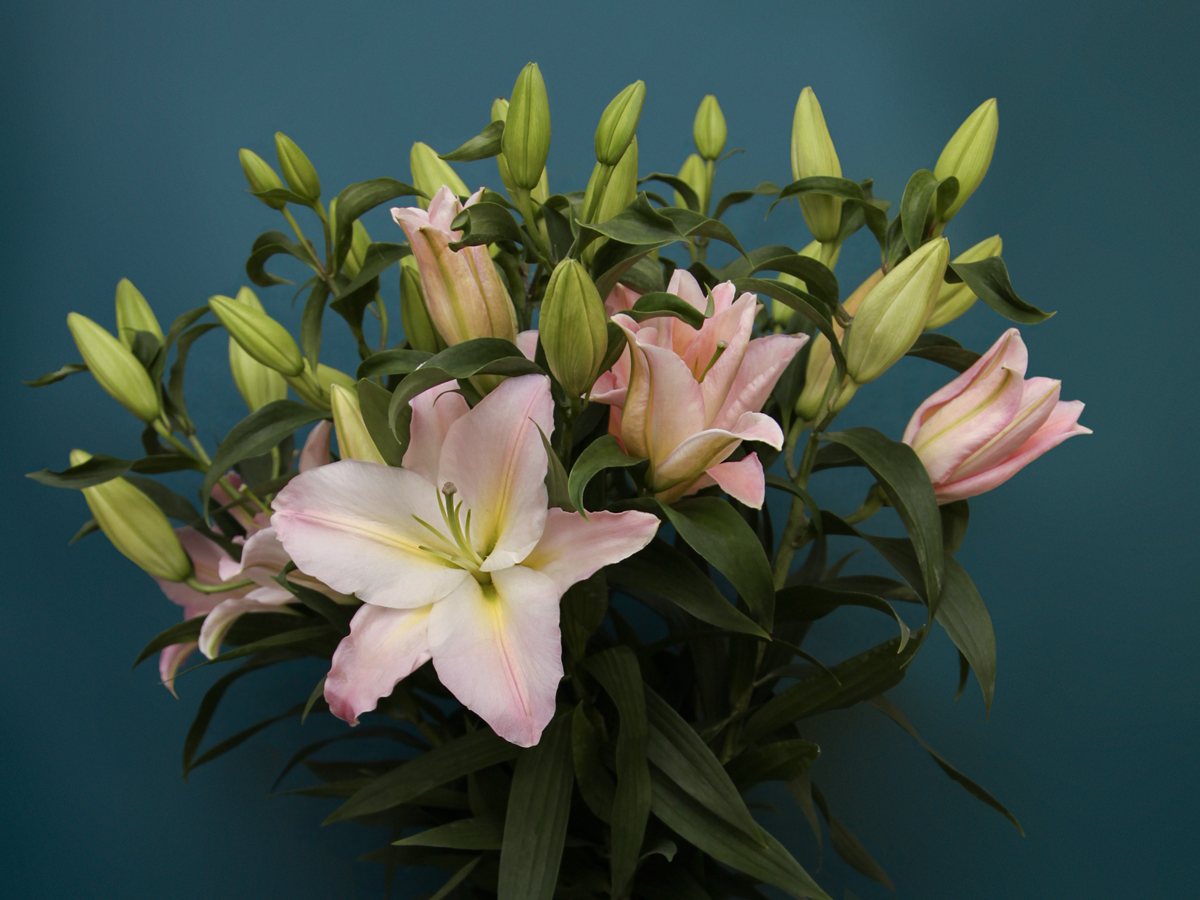 Lillijas | Lilium |