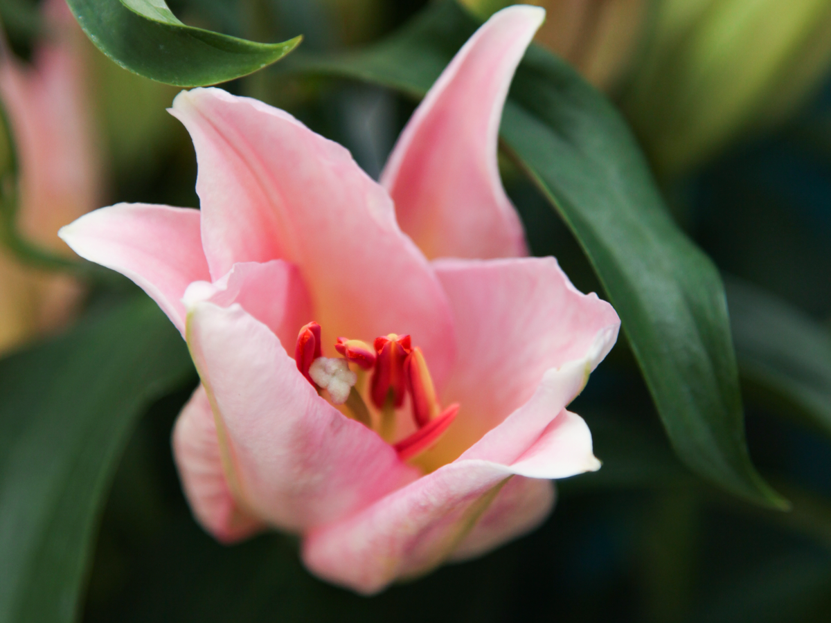 Lillijas | Lilium |