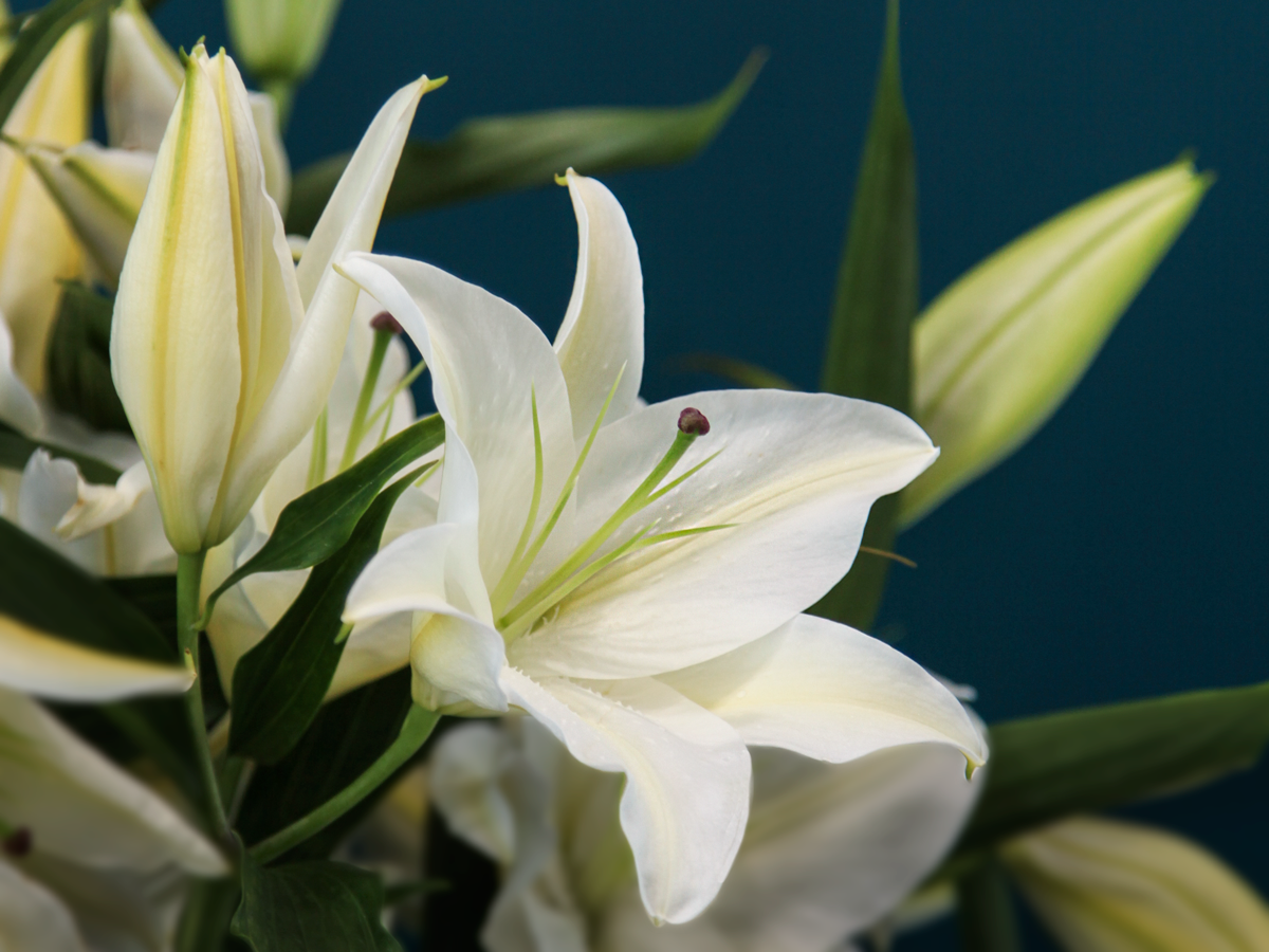 Lillijas | Lilium |