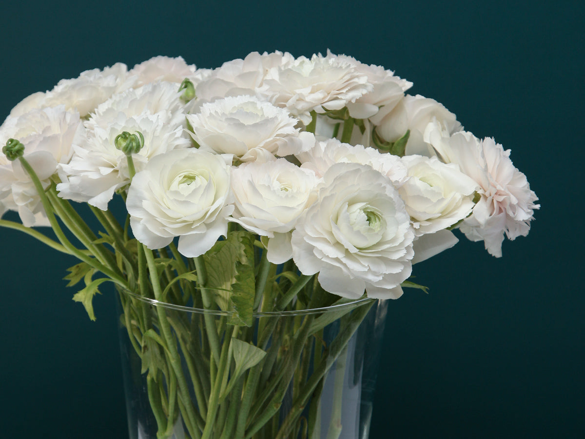 Āzijas gundegas | Ranunculus asiaticus |