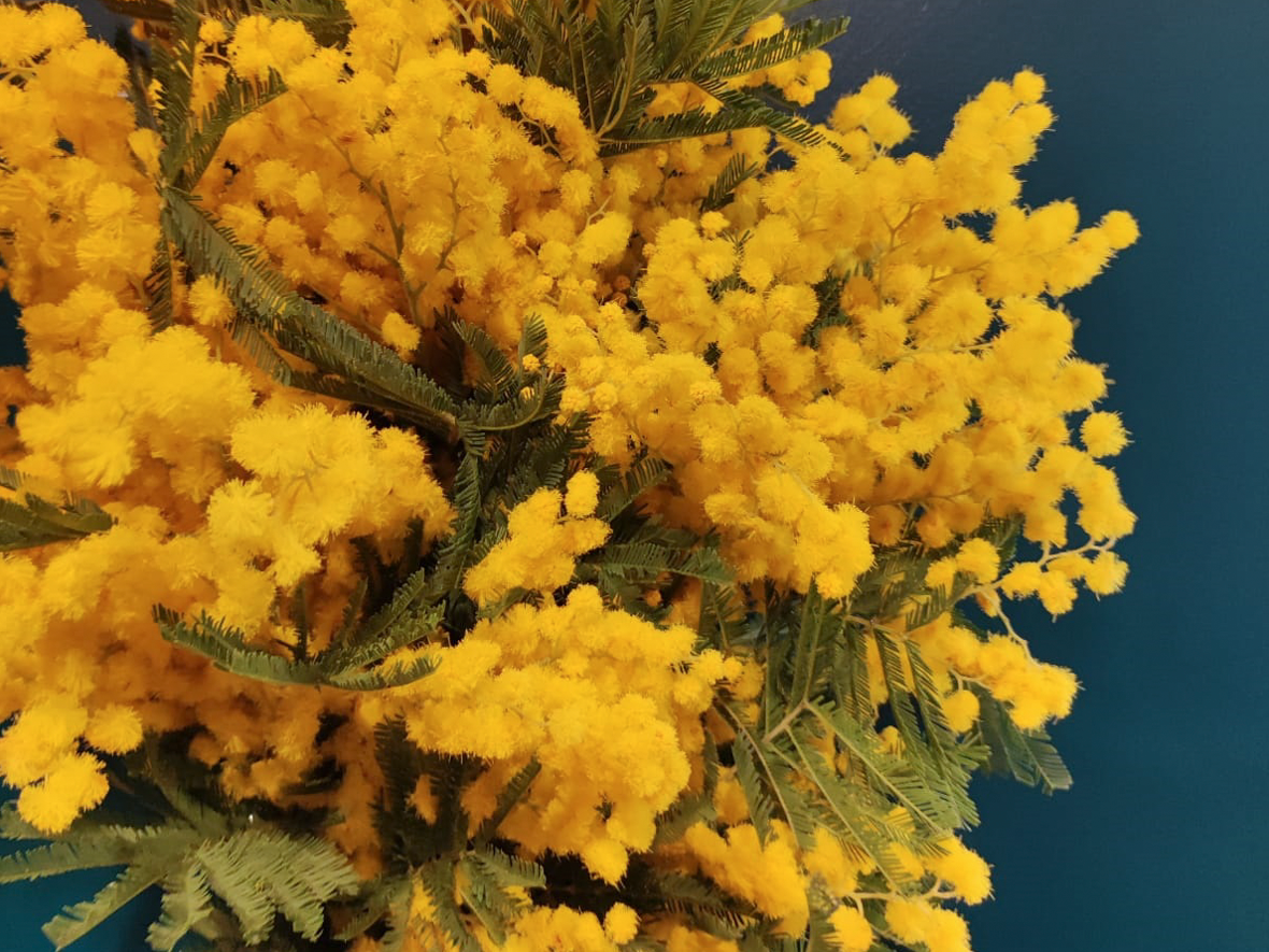 Mimosa Acacia dealbata |