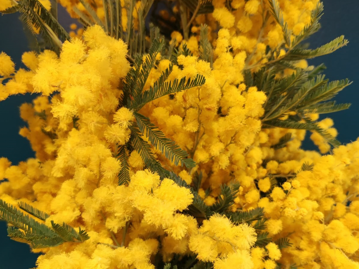 Mimoza | Acacia dealbata |