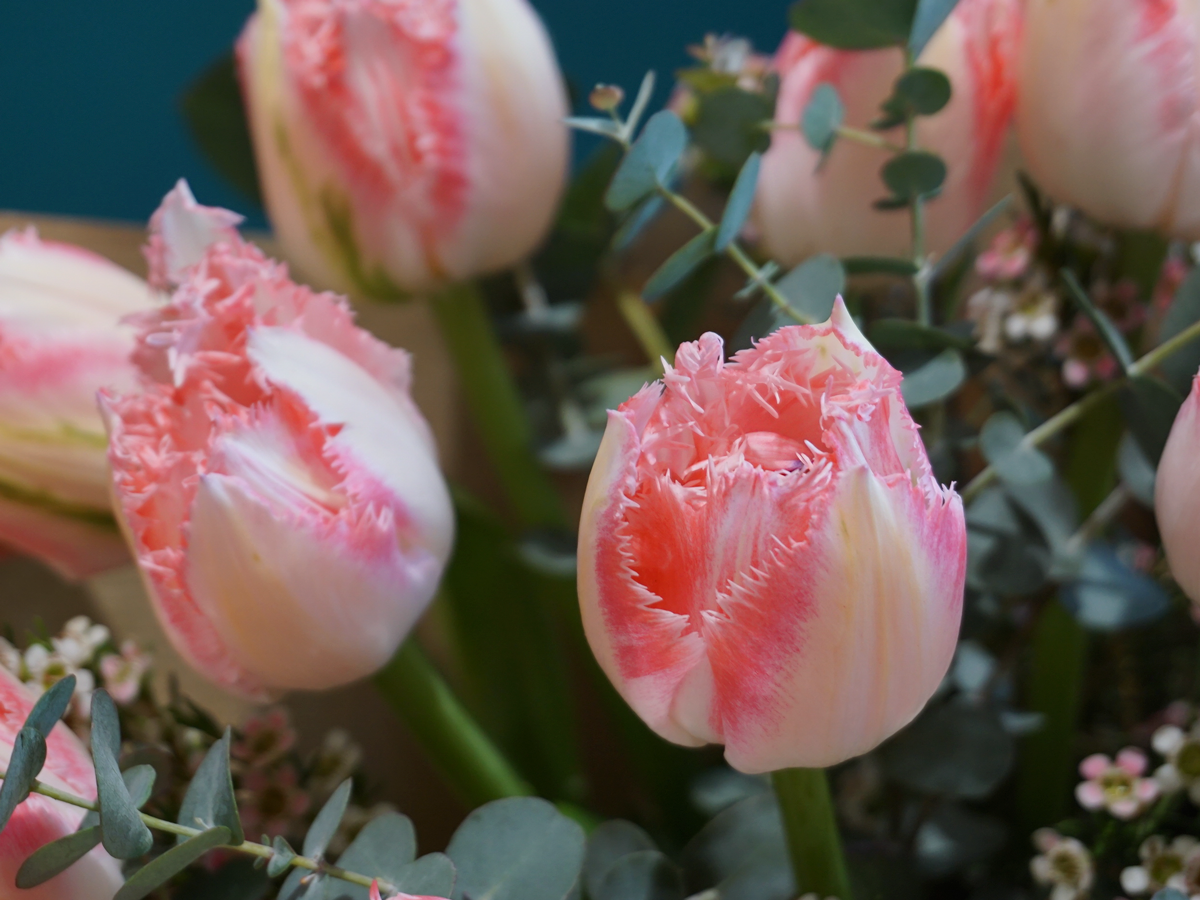 Bouquet of tulips 04 |