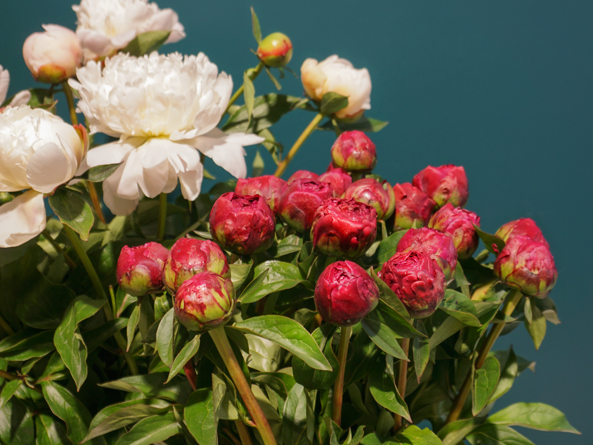 Peonija | Paeonia |