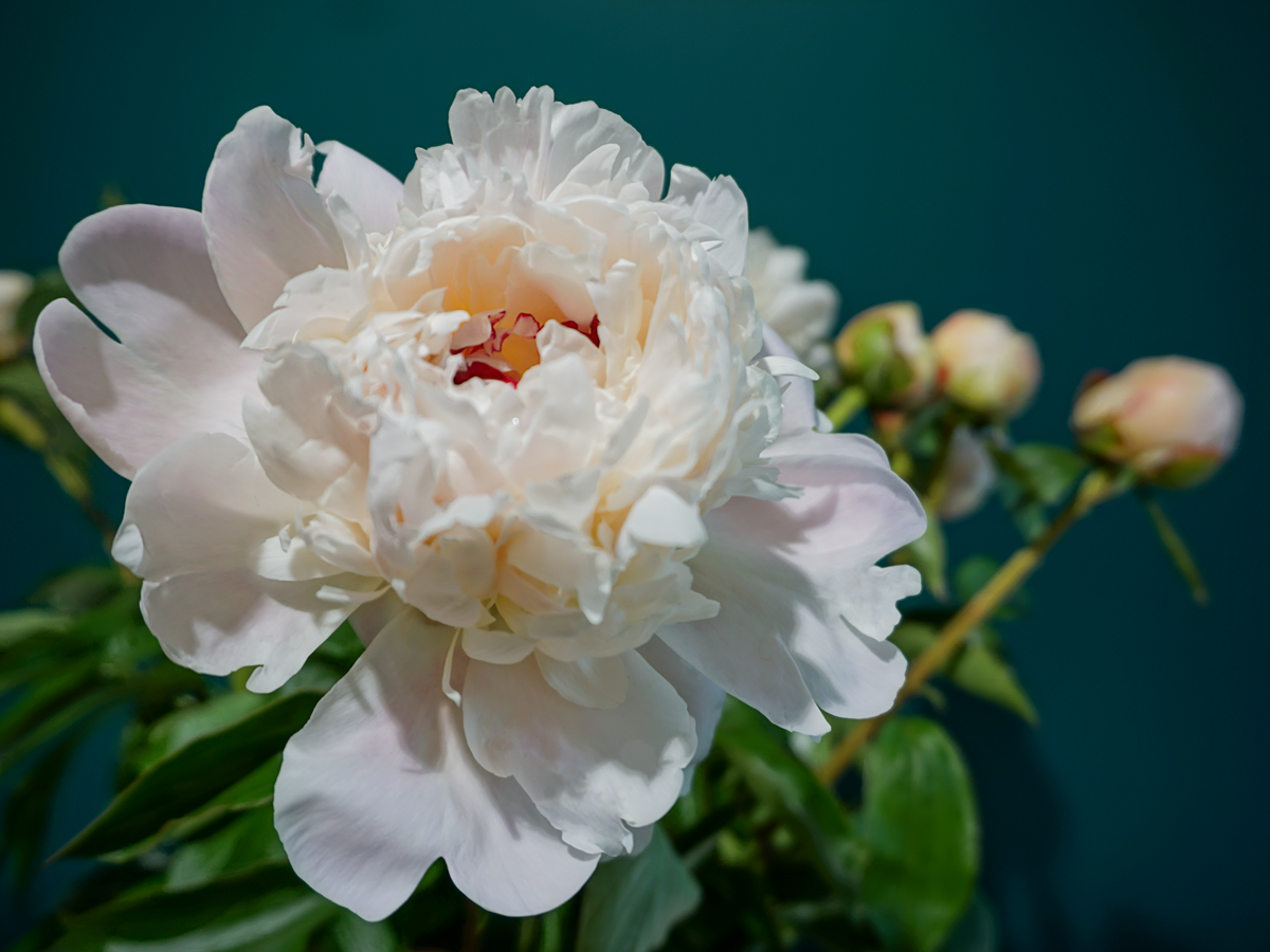 Peonija | Paeonia |