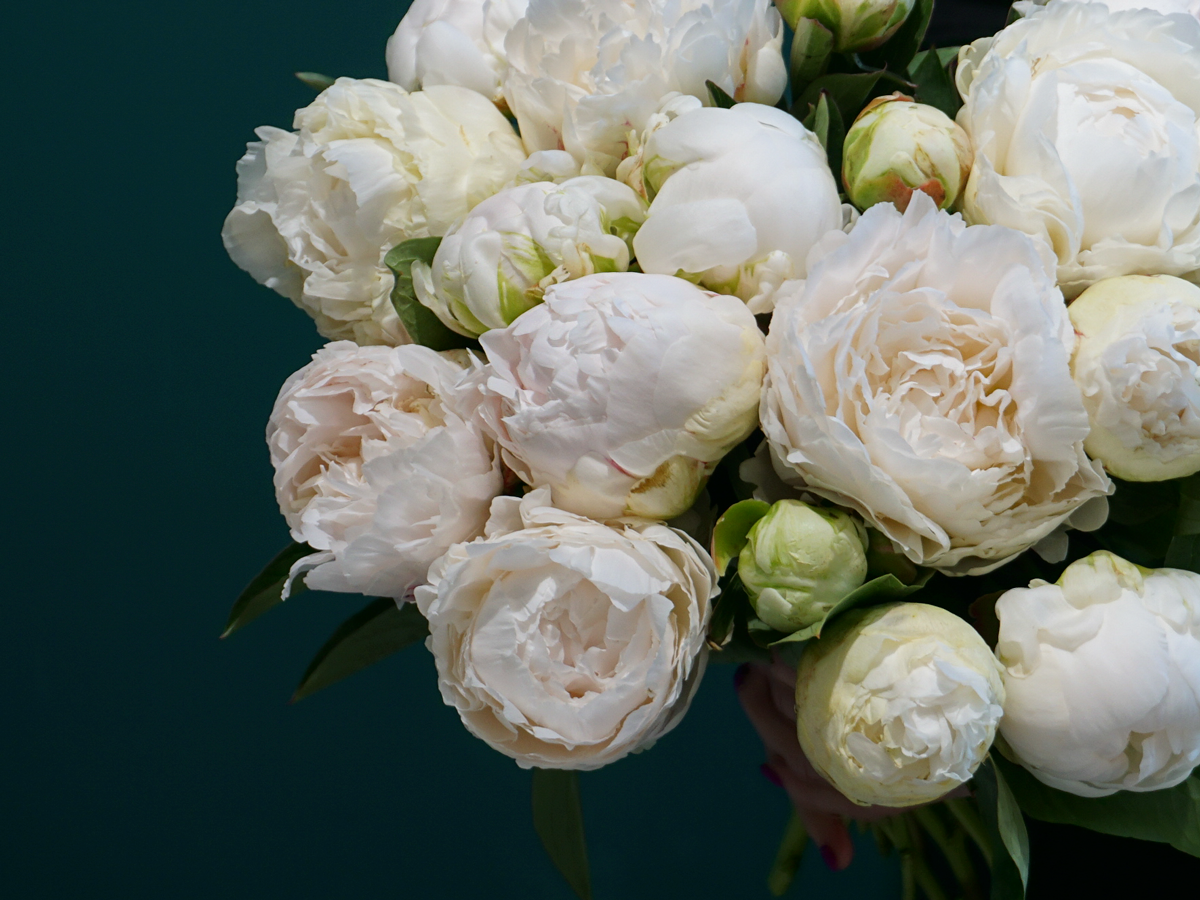 Peonija | Paeonia |
