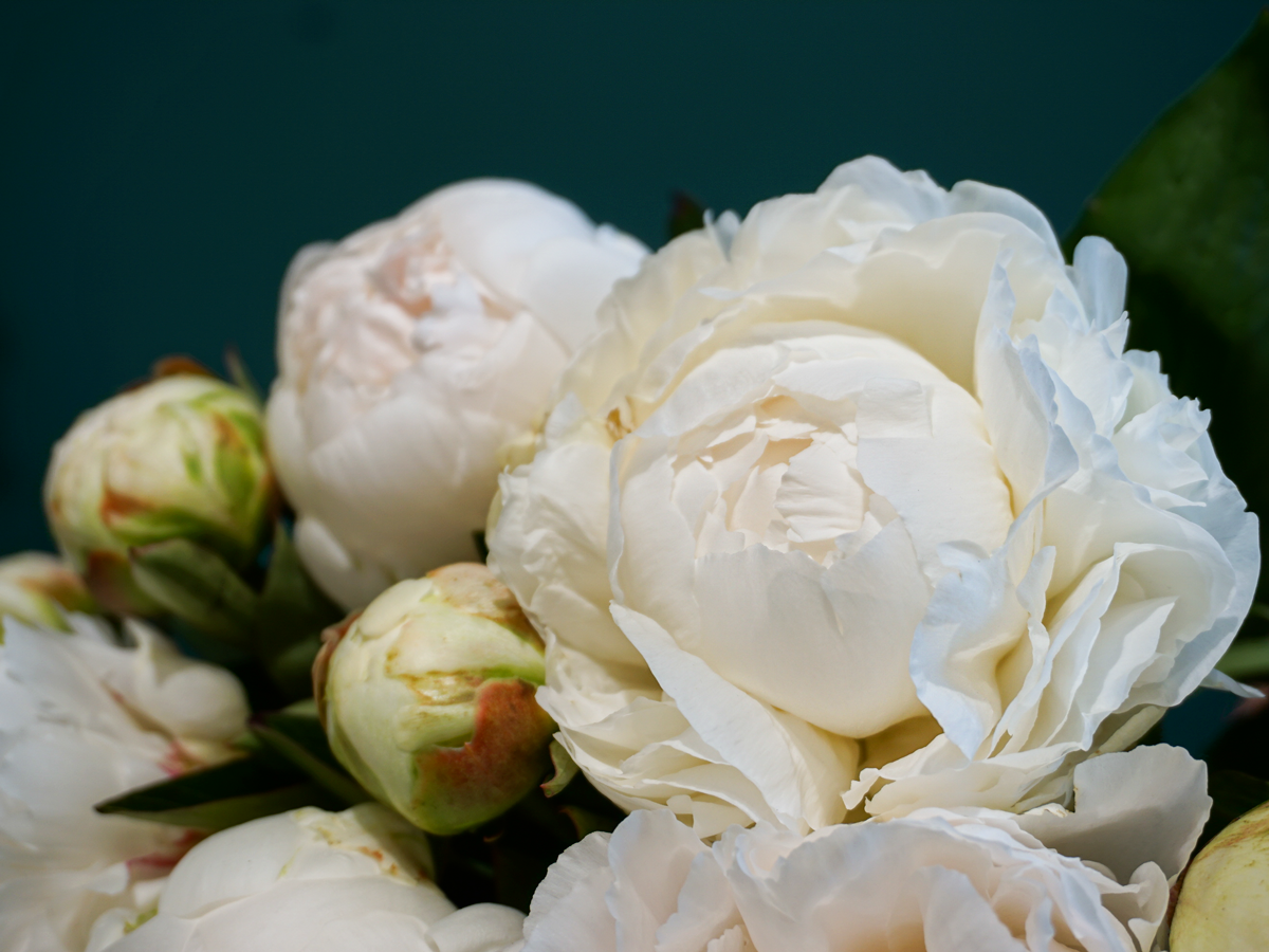 Peonija | Paeonia |