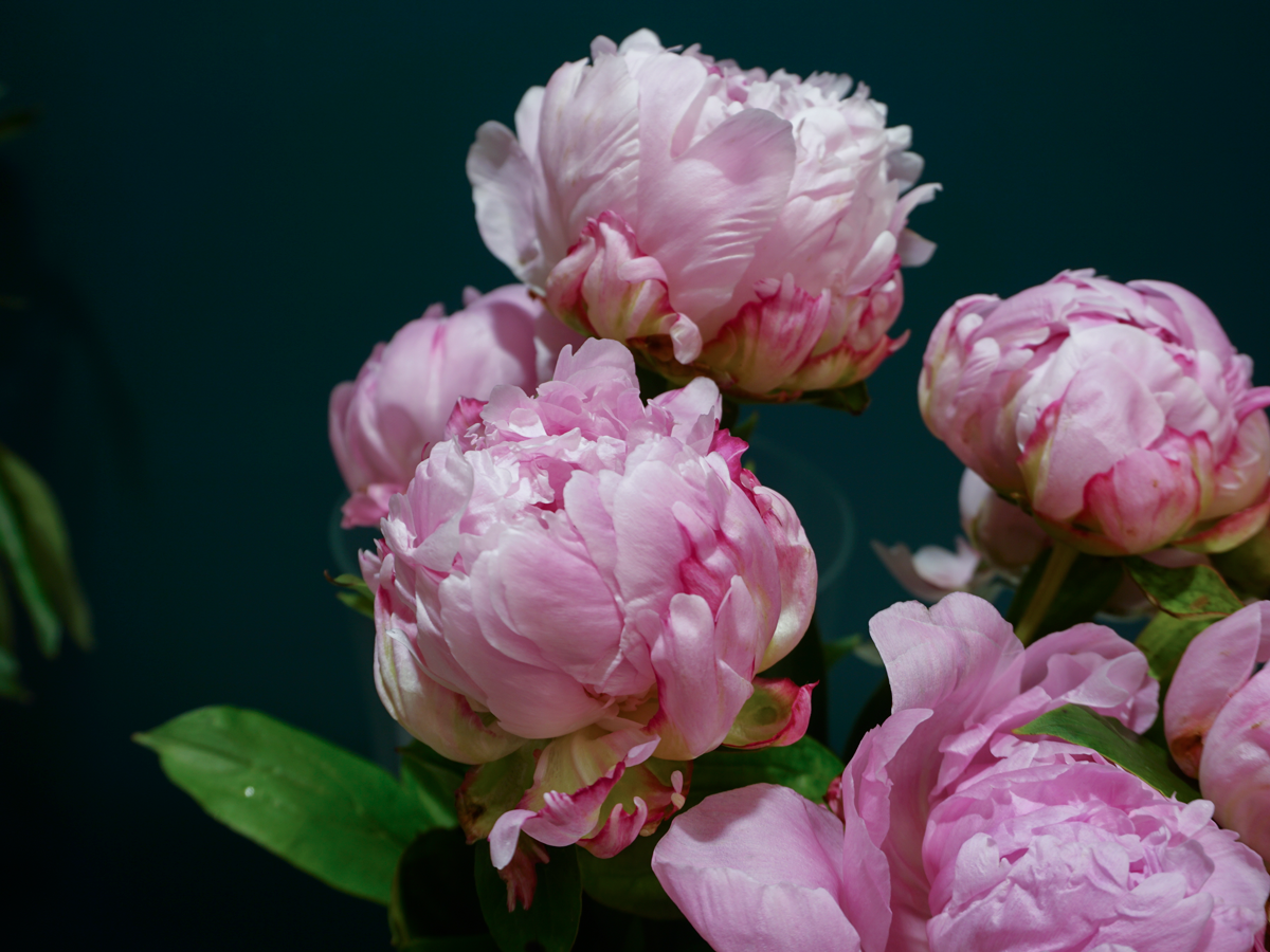 Peonija | Paeonia |