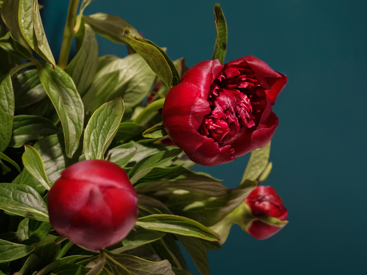 Peonija | Paeonia |