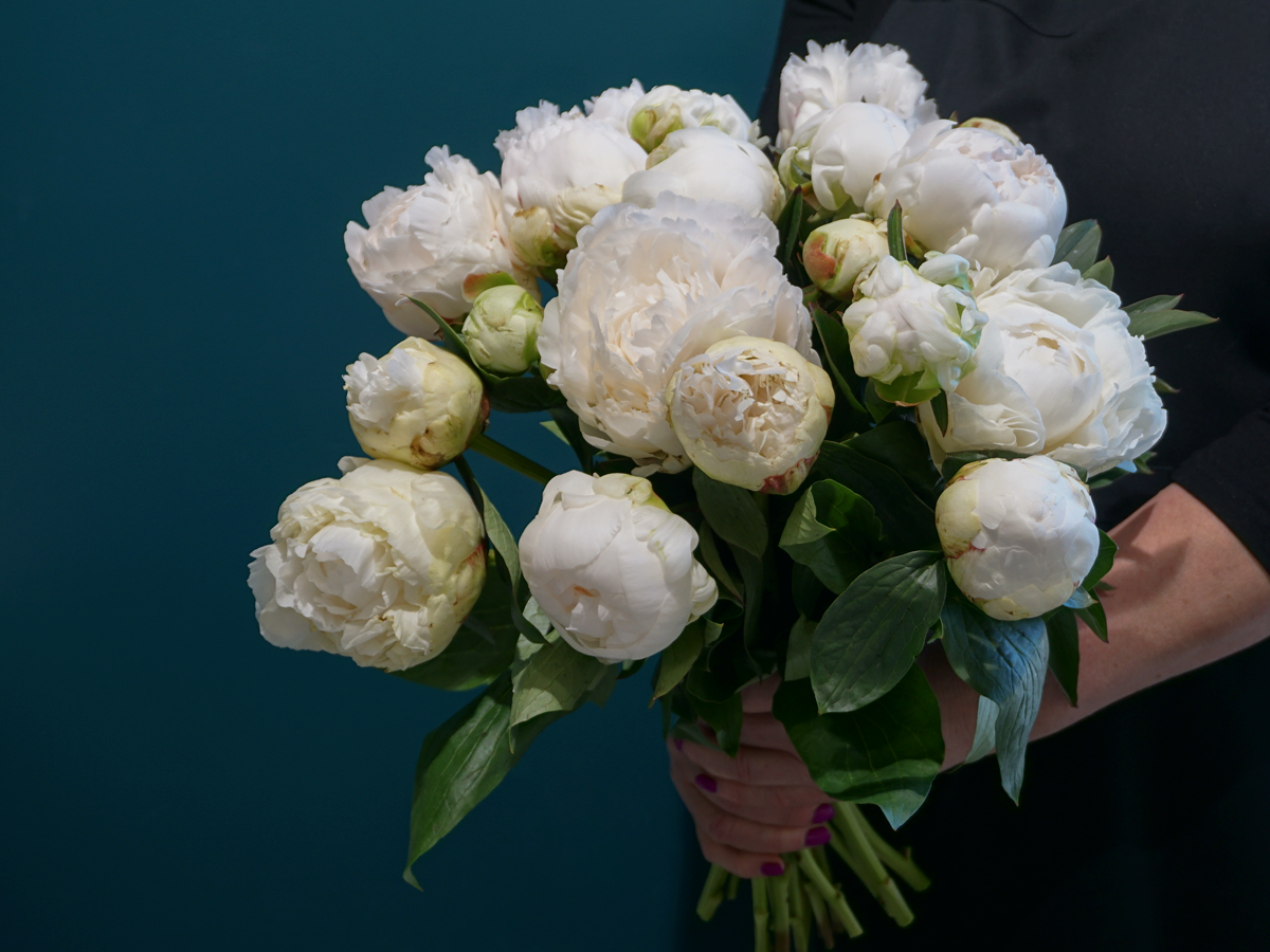 Peonija | Paeonia |