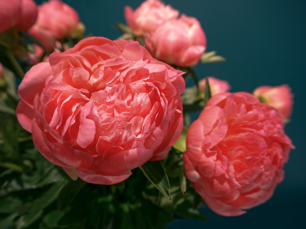 Peonija | Paeonia |