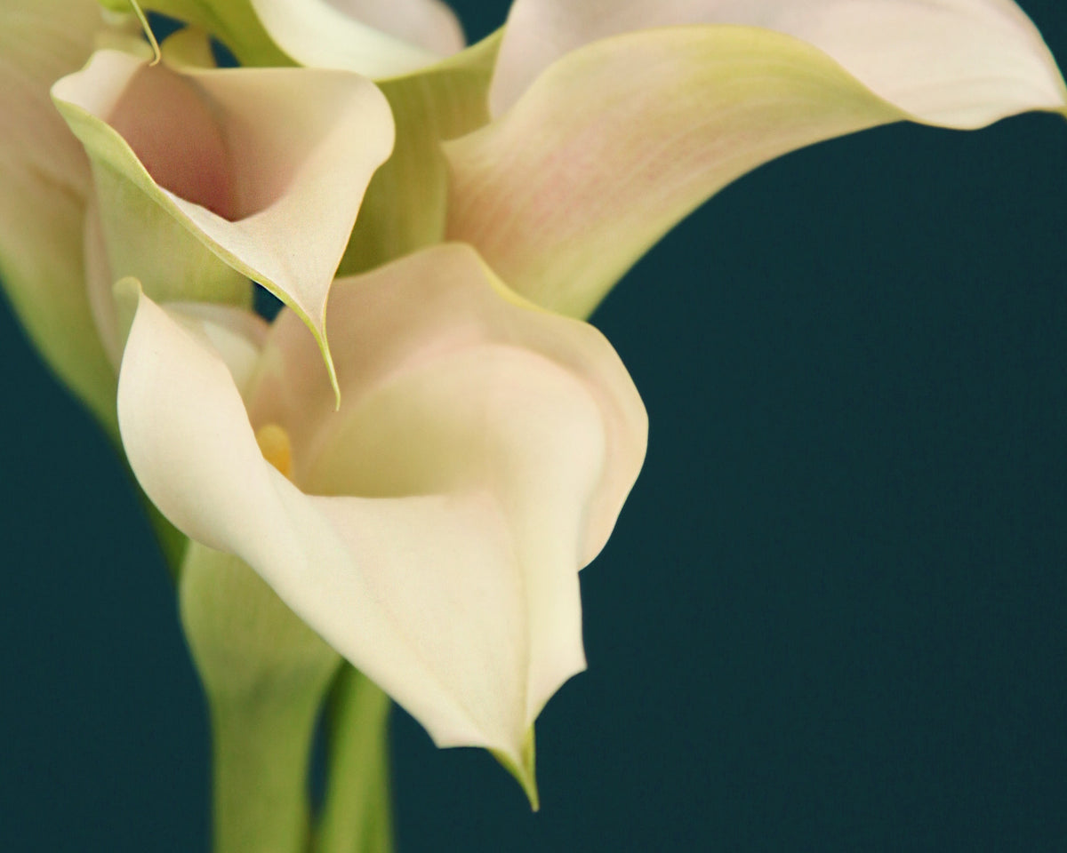 Kallas | Zantedeschia |