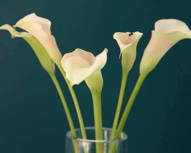 Kallas | Zantedeschia |