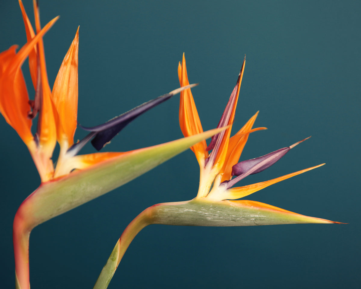 Strelīcijas | Strelitzia reginae |