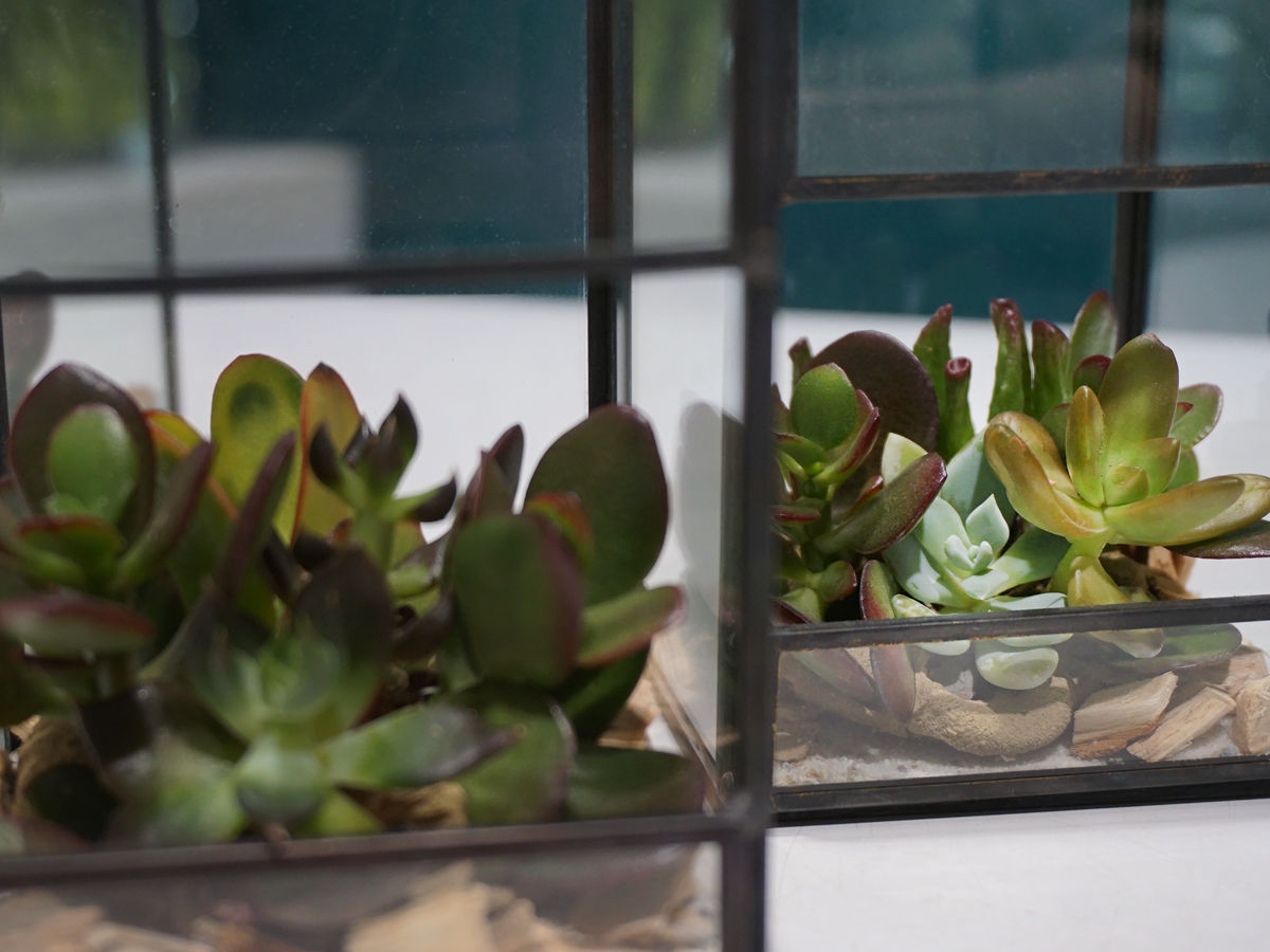 Succulents Glass terrarium