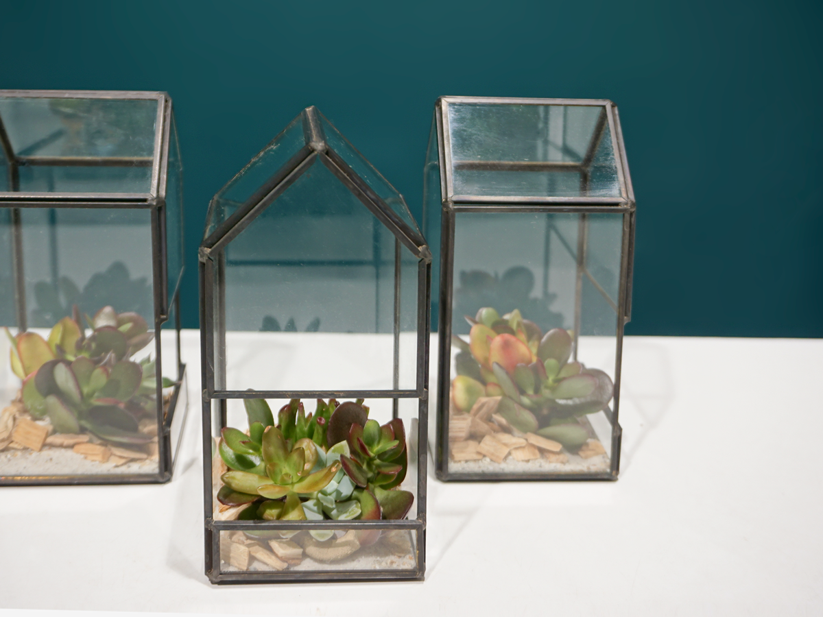 Succulents Glass terrarium