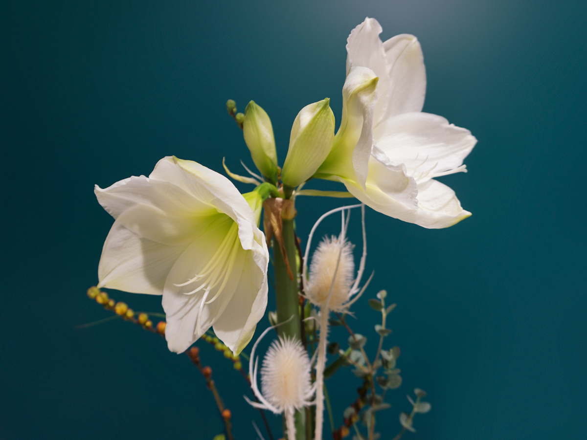 Bouquet of flowers with amaryllis / 02 /