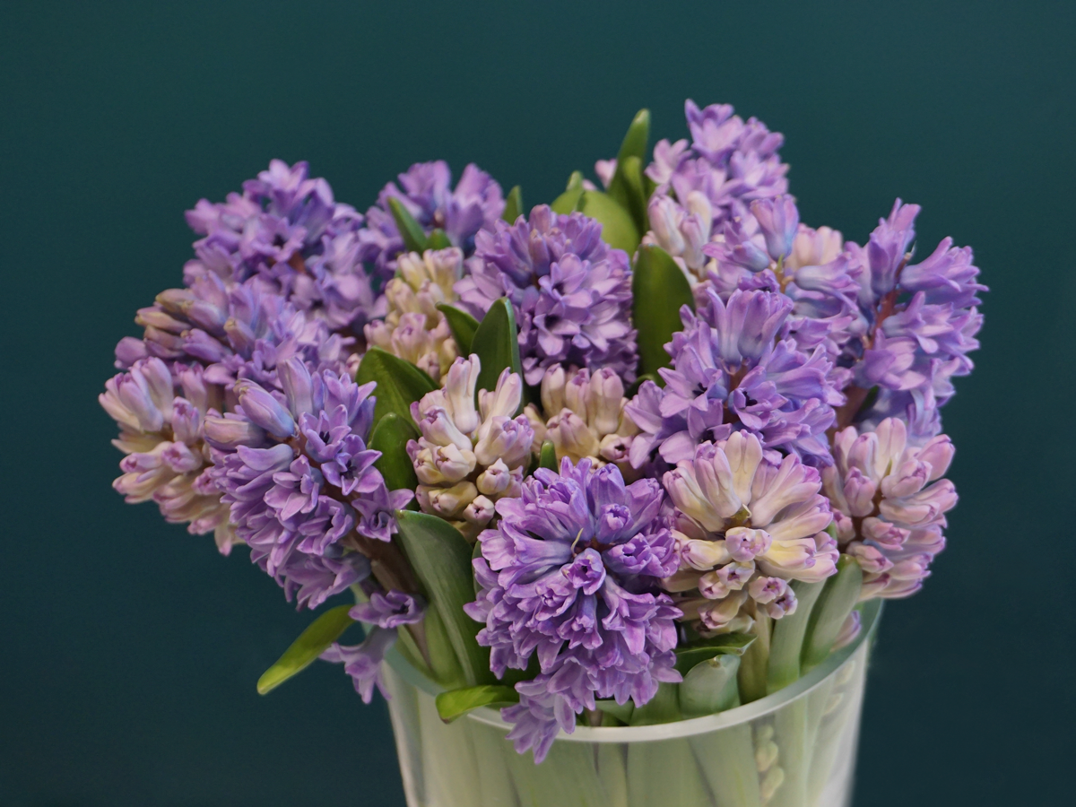 Hyacinths Hyacinthus |