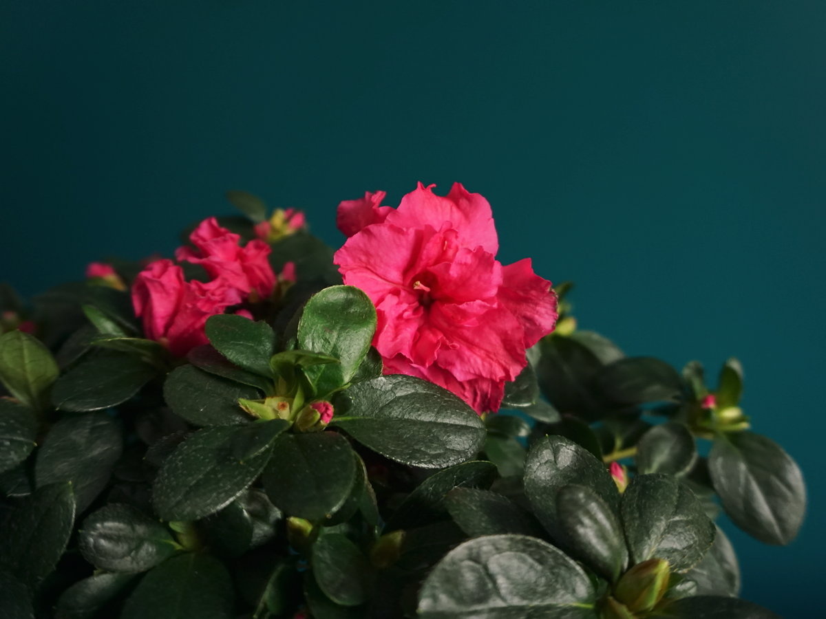 Azalea Rhododendron simsii