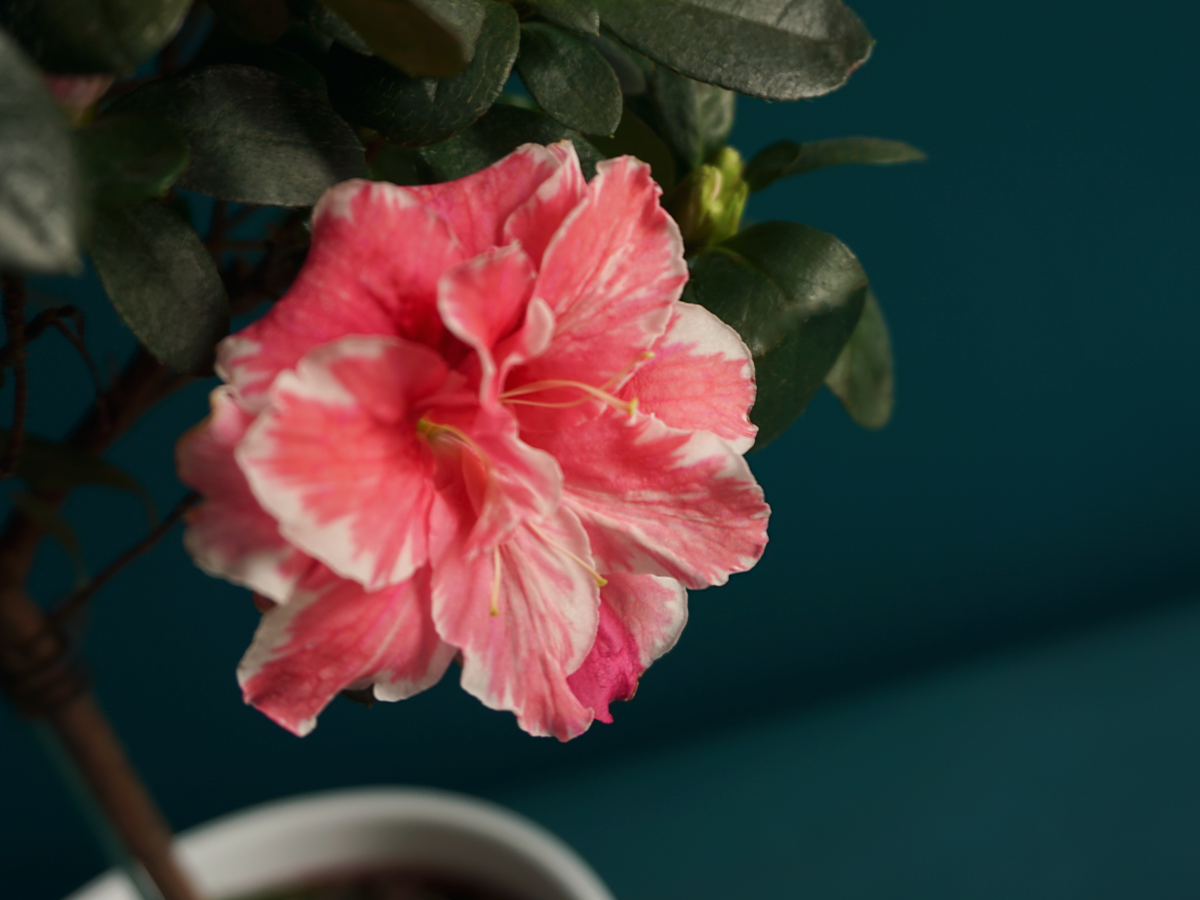 Azalea Rhododendron simsii