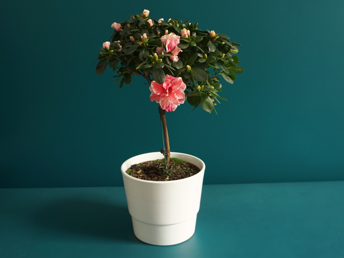 Azalea Rhododendron simsii