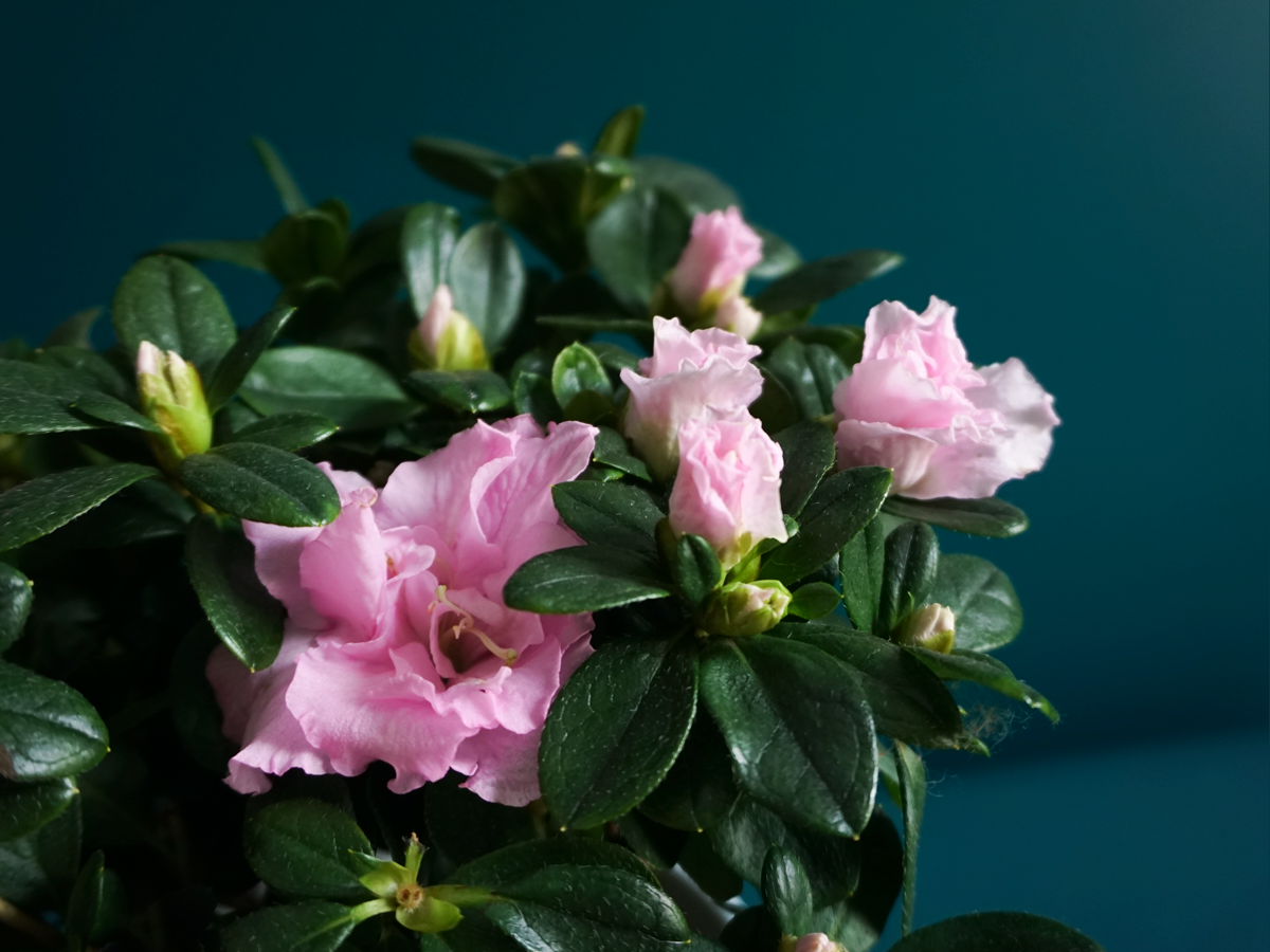 Acālija | Rhododendron simsii |